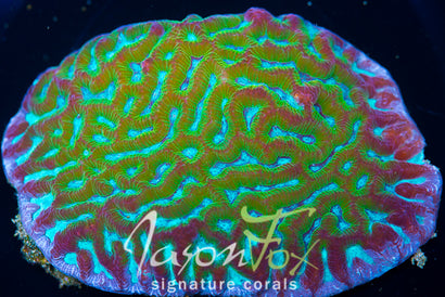 JASON FOX NUCLEAR SPILL MAZE BRAIN