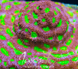 JASON FOX EVIL EYE ACAN ECHINATA