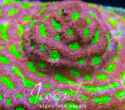 JASON FOX EVIL EYE ACAN ECHINATA – Jason Fox Signature Corals