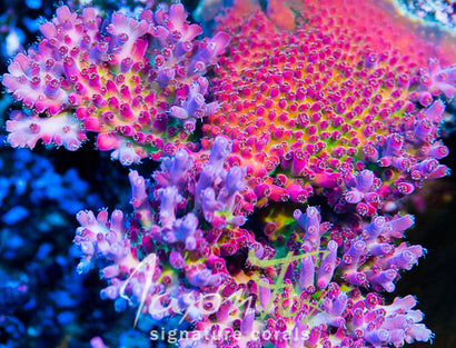 JASON FOX FRANKIES NEOPHOBIA