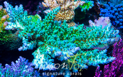 JASON FOX FRANKIES SKY HIGH STAG ACROPORA