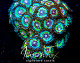 SONIC FLARE ZOANTHIDS