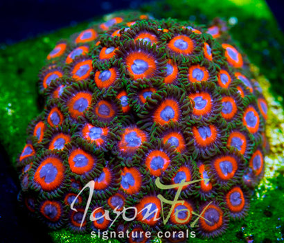 JASON FOX FAIRY TALES