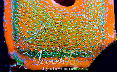 Jason  Fox Frankie's Frankenberry Montipora