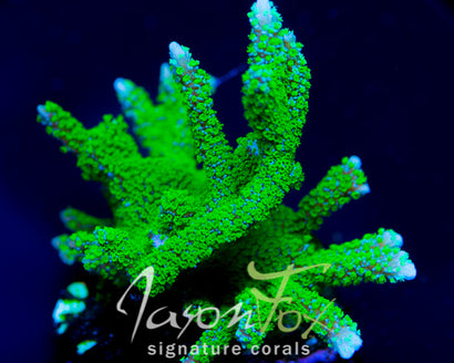 JASON FOX PURPLE TIDE MONTIPORA DIGI