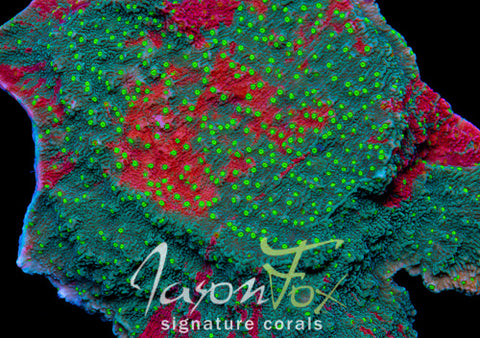 その他 FAB CF     RosettaThorn Rosetta Thorn | Rosetta | Star City Games