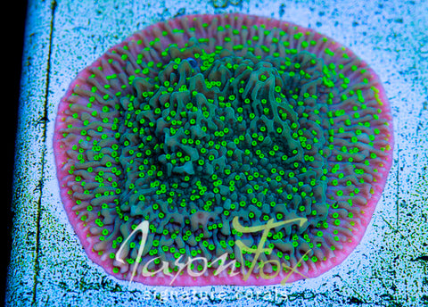 JASON FOX FRANKIES HOT PINK RIM – Jason Fox Signature Corals