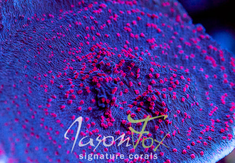 RRC RED ROSES MONTIPORA CAP – Jason Fox Signature Corals