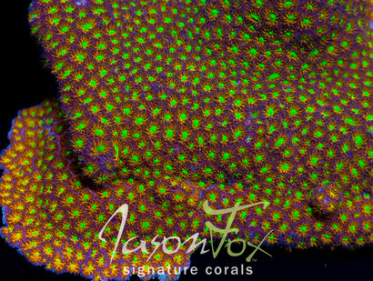 Jason Fox Spit Fire Leptastrea