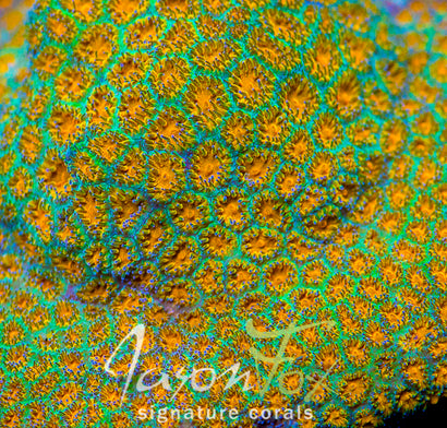 Jason Fox John Deere Leptastrea