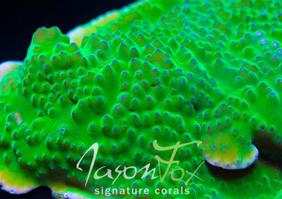 Jason Fox Purple Polyp Scroll