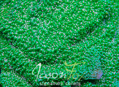 Jason Fox Green Eggs and Ham Montipora Cap