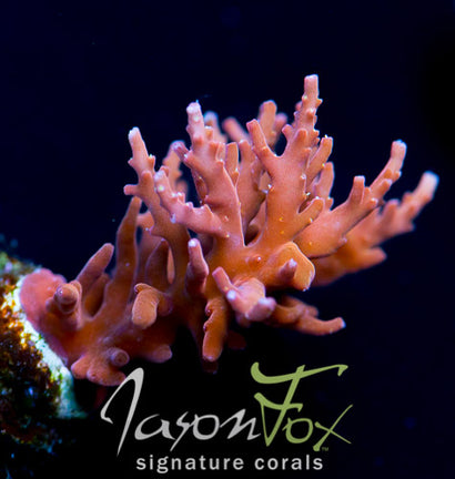 JASON FOX ORANGE DRAGON