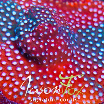 JF FENDER BENDER CYPHASTREA