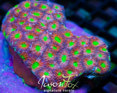 JF ALIEN NATION ECHINATA