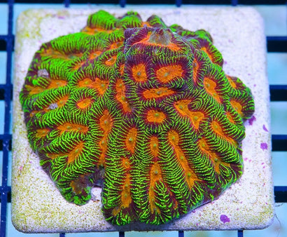 Jason Fox Mumbo Jumbo