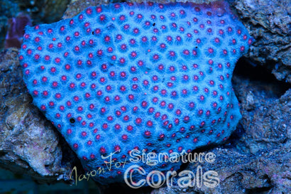 Jason Fox B'dazzled Cyphastrea