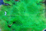 Green Montipora Cap