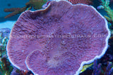 Purple Montipora Cap