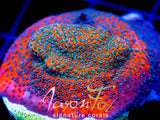 JASON FOX  RAZOR BACK MONTIPORA