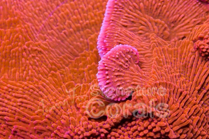 Jason Fox Slow Burn Monti