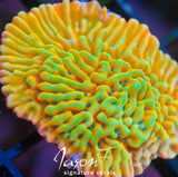 WWC KUNG PAO MONTIPORA