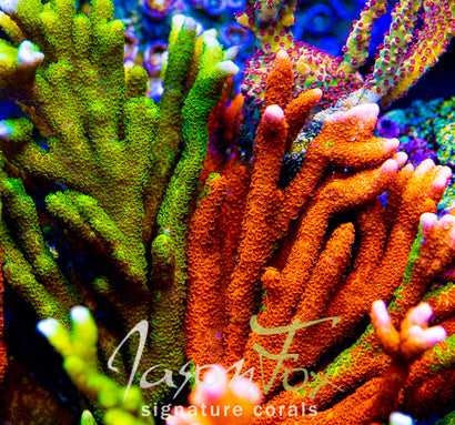 WWC CONTRABAND MONTIPORA DIGI