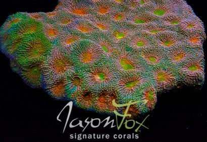 JASON FOX TROPICAL EXPRESS ACAN ECHINATA