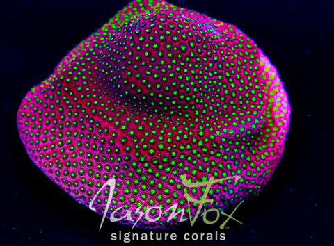 coralcoralページ Koral Color