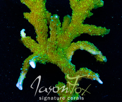JASON FOX GREEN LIGHT MONTIPORA HIRSUTA