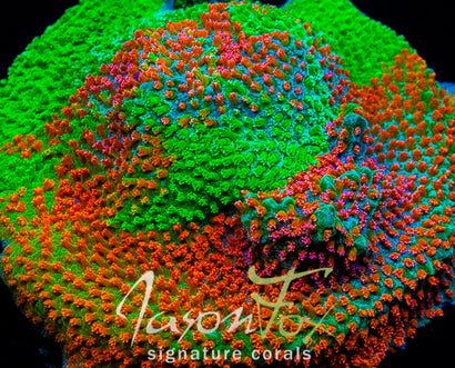 JASON FOX CANDY COATED STYLO