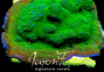 JASON FOX RAINBOW MONTIPORA