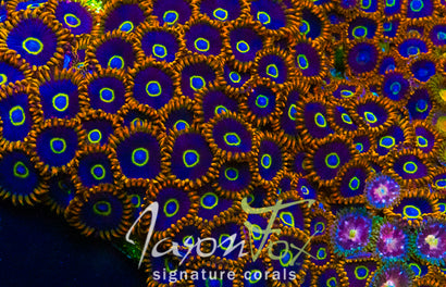 JASON FOX RAINBOW HORNETS ZOA