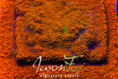 JASON FOX FRANKIES OUTRAGEOUS ORANGE