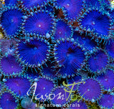 JASON FOX DEEP BLUE PALYS