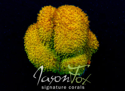 GB RAPUNZEL STYLOCOENIELLA