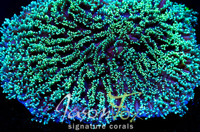 JASON FOX HYPNOTIC HYDNOPHORA