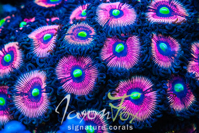 JASON FOX DAISY DUKE'S PALY