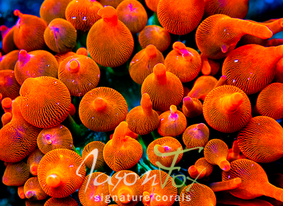 JASON FOX SCREEMIN' DEMON BUBBLE TIP ANEMONE