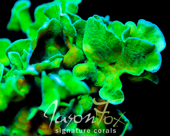 JASON FOX JUNGLE GYM BRANCHING LEPTOSERIS – Jason Fox Signature Corals