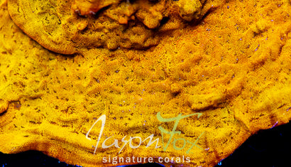 JASON FOX BLINDING ORANGE LEPTO