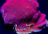 JASON FOX  COLLISION COURSE PORITES