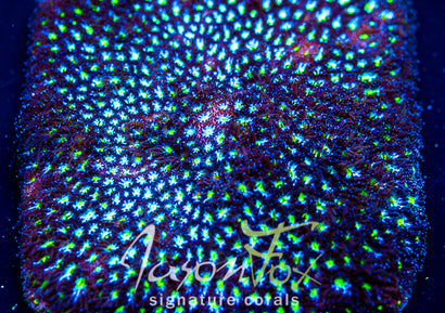 JASON FOX STARRY NIGHT LEPTASTREA