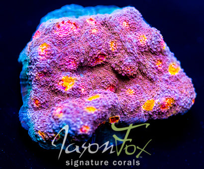 Sniper SPS Purple Erkle