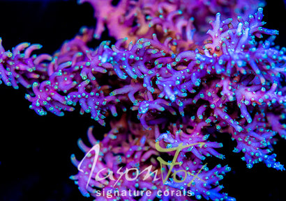 Products – Tagged SPS – Jason Fox Signature Corals