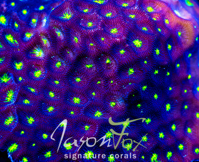 JASON FOX CONTRACT KILLER FAVIA