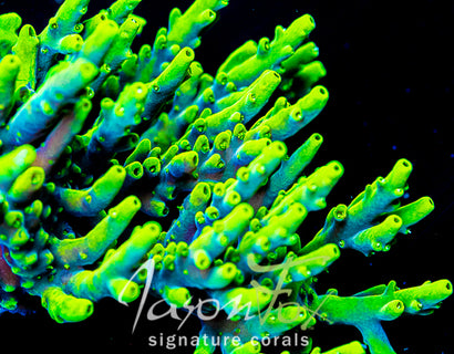 JASON FOX MR. YUCK ACRO