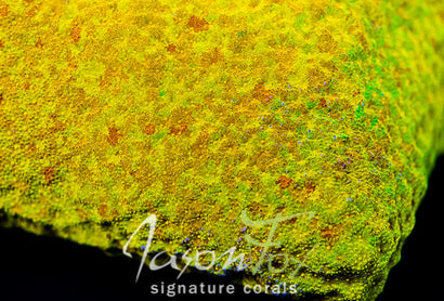 JASON FOX SUNSPOT PSAMMACORA