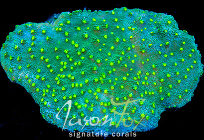 JASON FOX LIME TIME ASTREAPORA