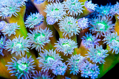 JASON FOX EPIC NEON GREEN DUNCAN